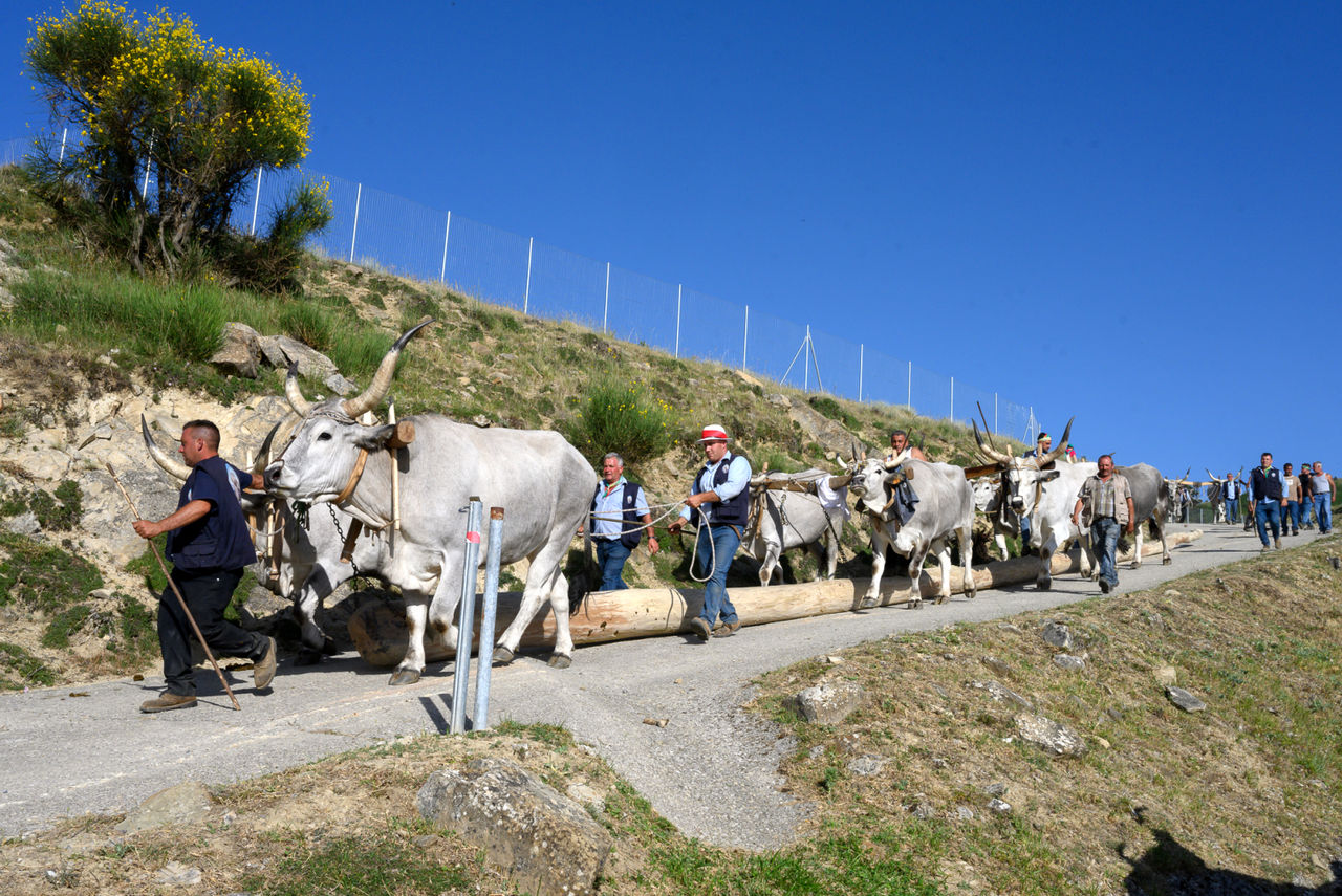 Maggio di Pietrapertosa